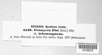 Uromyces pisi-sativi image